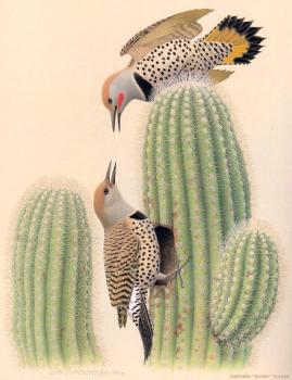 威廉 齊默曼 Northern Gilded Flicker